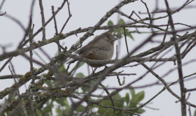 Canyon Towhee