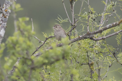 Cassin's Sparrow