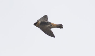 Cave Swallow