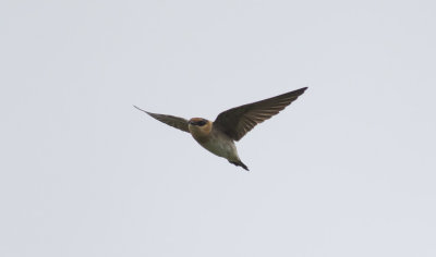 Cave Swallow