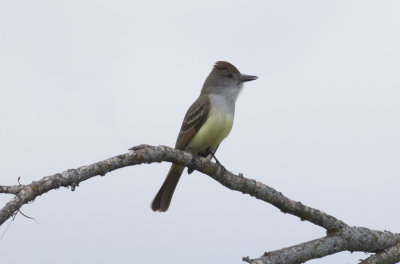 Brown-crested Flycatcher