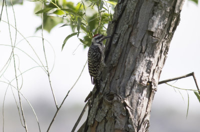 Ladder-backed Woodpecker