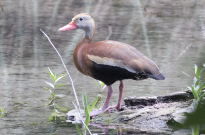 Black-bellied Whistling Duck