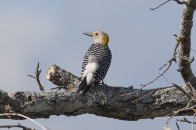 Golden-fronted Woodpecker