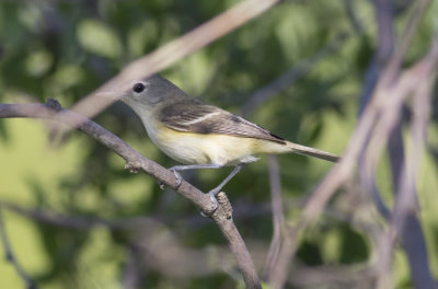 Bells Vireo