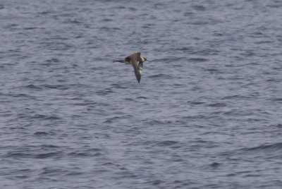 Pomarine Jaeger