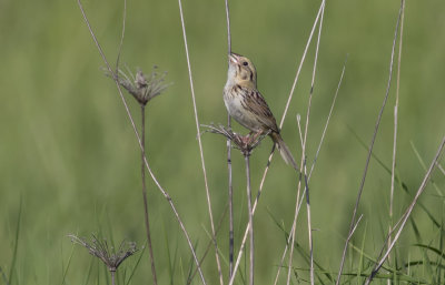 Henslow's Sparrow