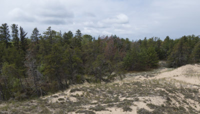 Vermilion Rd (Spruce Grouse habitat)