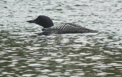Common Loon