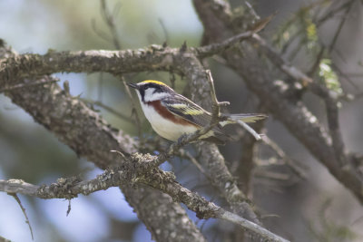 Chestnut-sided Warbler