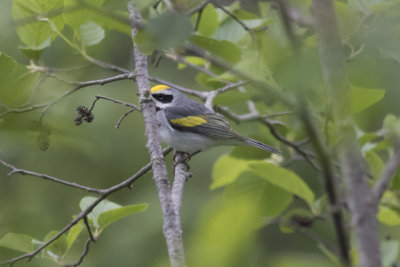 Golden-winged Warbler