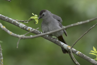 Gray Catbird