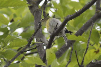 Yellow-throated Vireo
