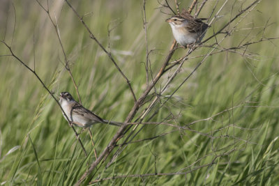 Clay-colored Sparrows