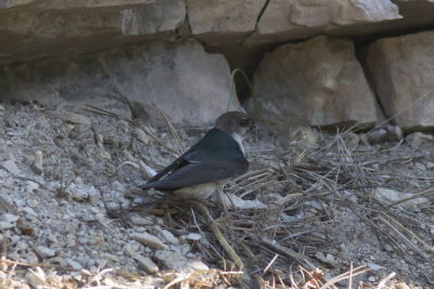 Violet-green Swallow