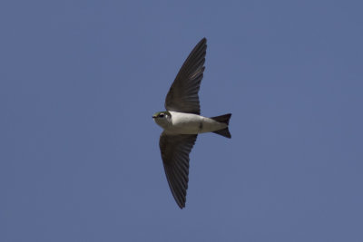 Violet-green Swallow