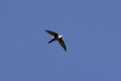White-throated Swift