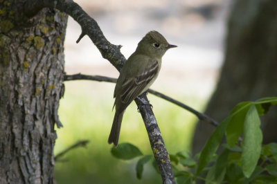 Cordileran Flycatcher