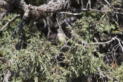 Dusky Flycatcher