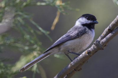 Black-capped Chickadee