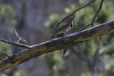 Northern Flicker