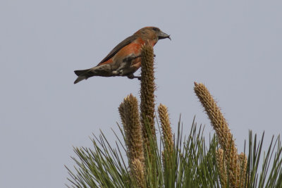 Red Crossbill