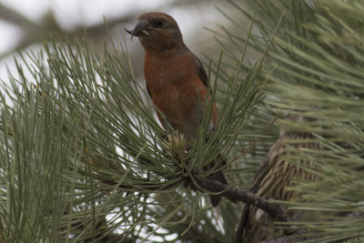 Red Crossbill