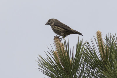 Red Crossbill