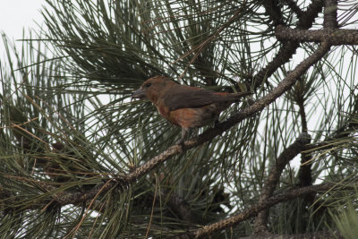 Red Crossbill