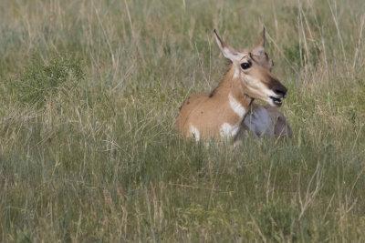 Pronghorn