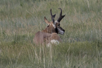 Pronghorn