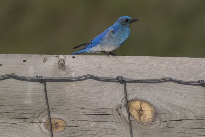 Mountain Bluebird