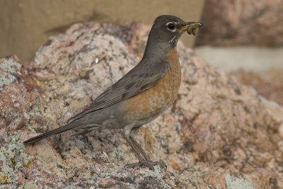 American Robin