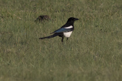 Black-billed Magpie