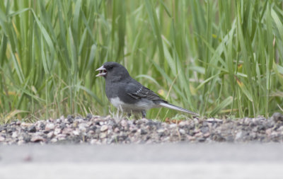 White-winged (Dark-eyed) Junco