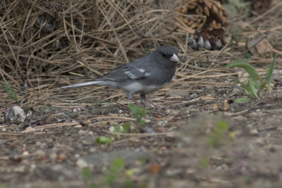 White-winged (Dark-eyed) Junco