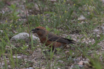 Red Crossbill