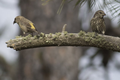 Red Crossbills