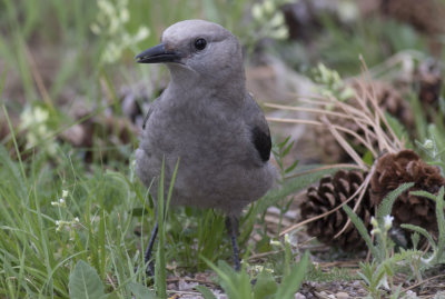 Clark's Nutcracker
