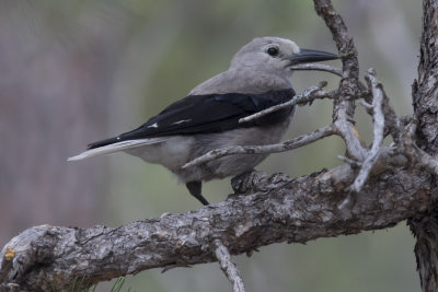 Clark's Nutcracker