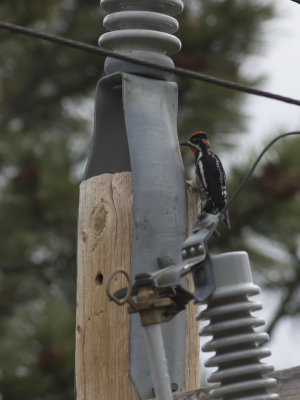 Red-naped Sapsucker