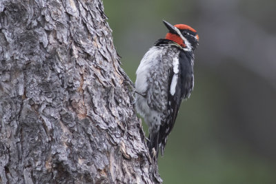 Red-naped Sapsucker