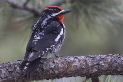 Red-naped Sapsuckerg