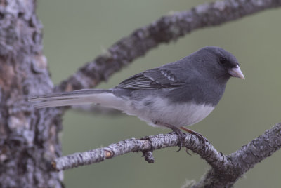 White-winged (Dark-eyed) Junco