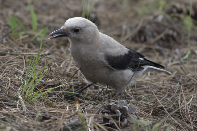 Clark's Nutcracker