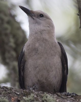 Clark's Nutcracker