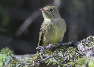 Cordilleran Flycatcher