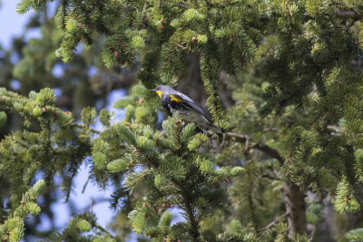 Audubon's (Yelow-rumped) Warbler