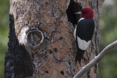Red-headed Woodpecker