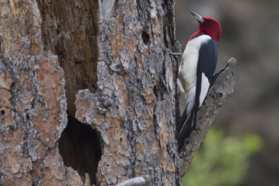 Red-headed Woodpecker